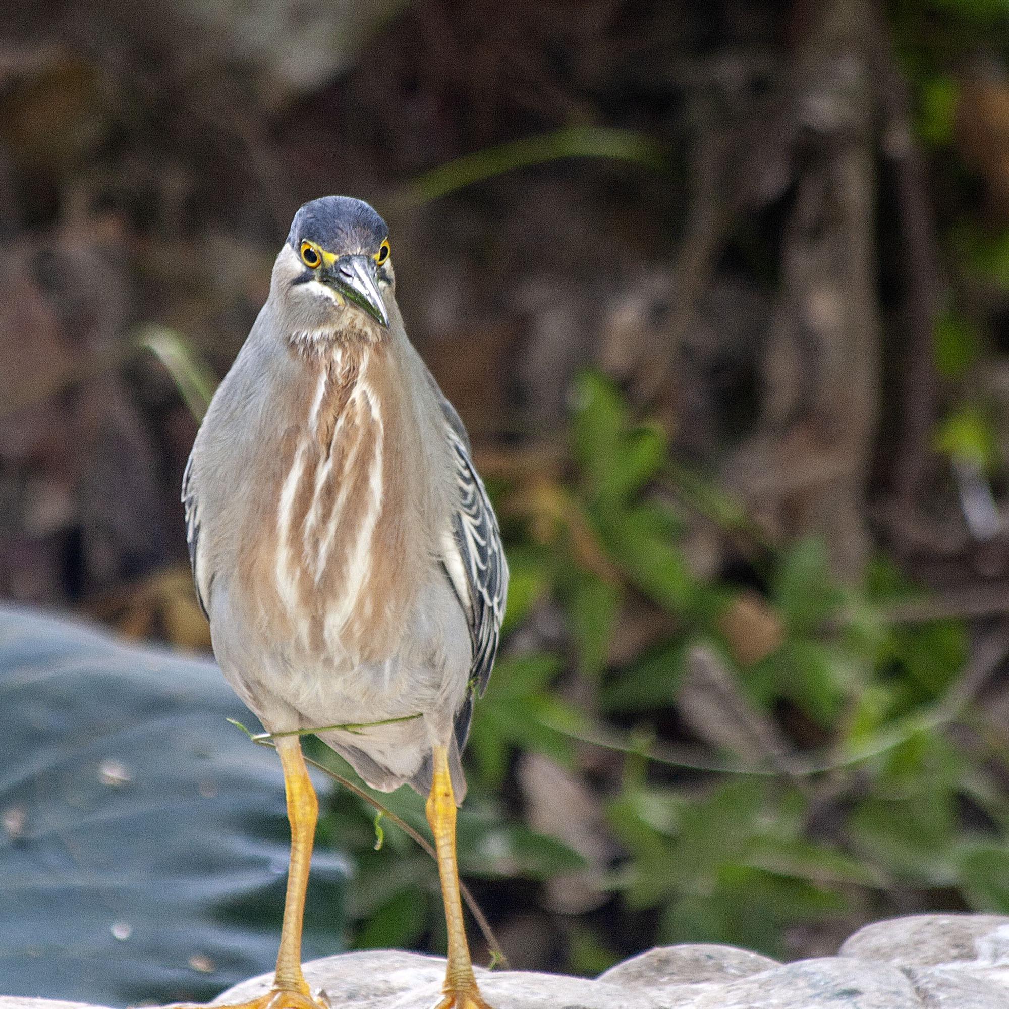 Striated Heron